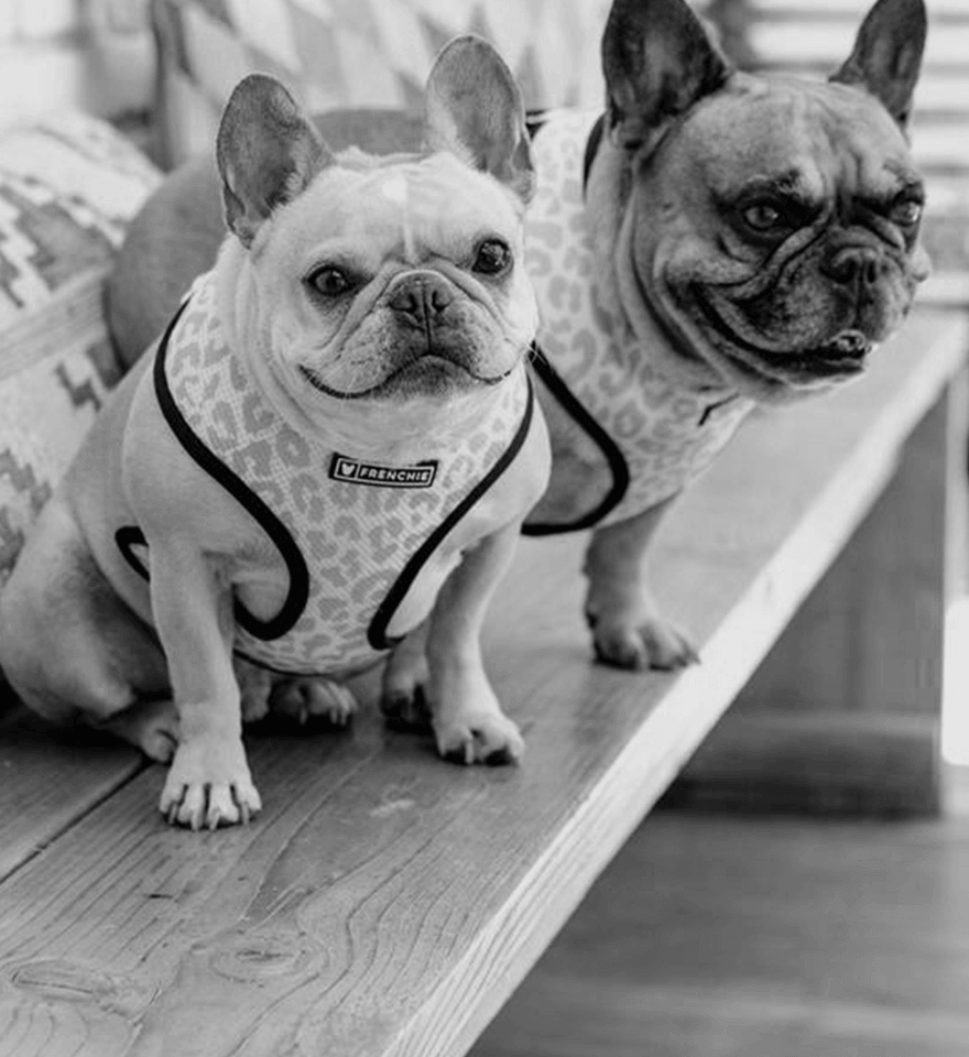 A french bulldog sitting in a patterned harness