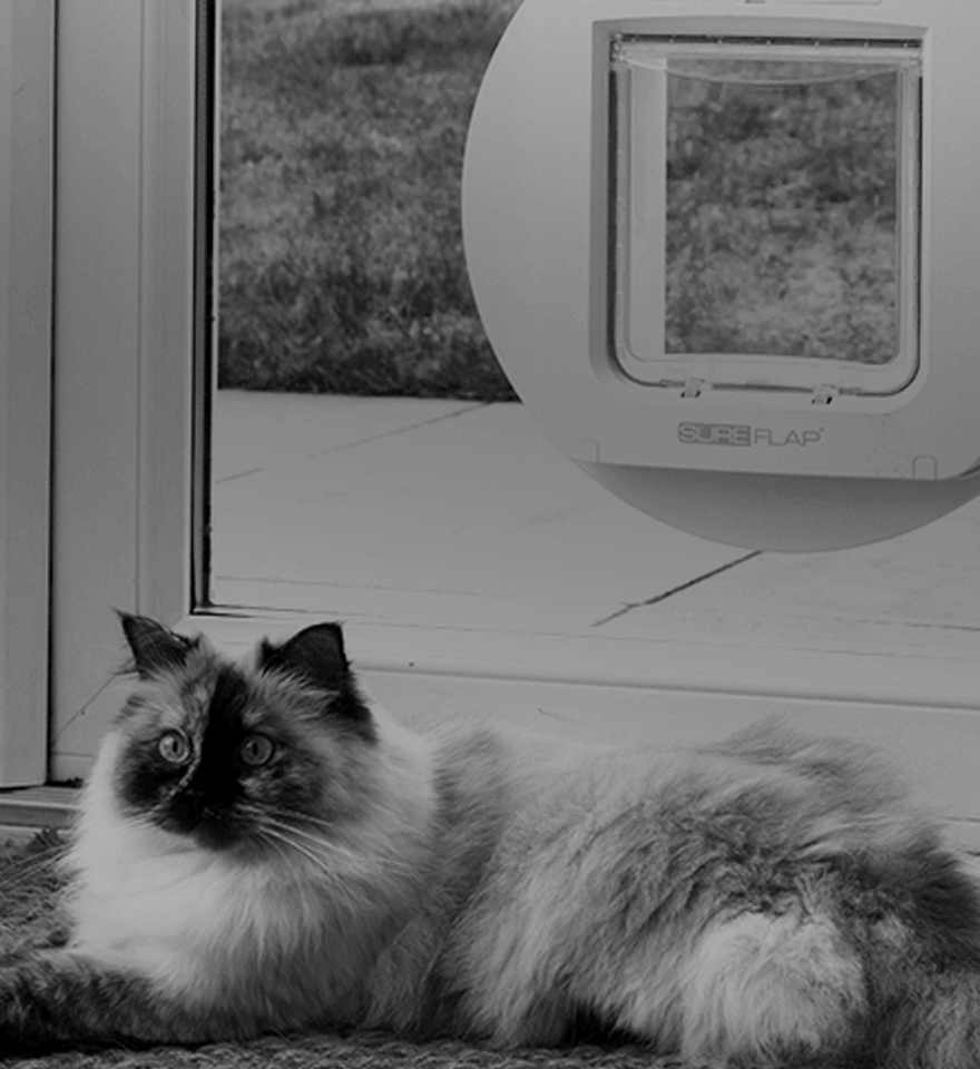 A cat laying on a mat below a window with a Sure flap cat flap built into it