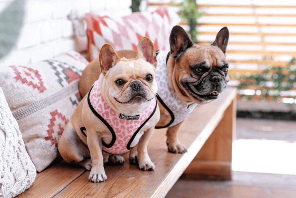 Two french bulldogs in harnesses