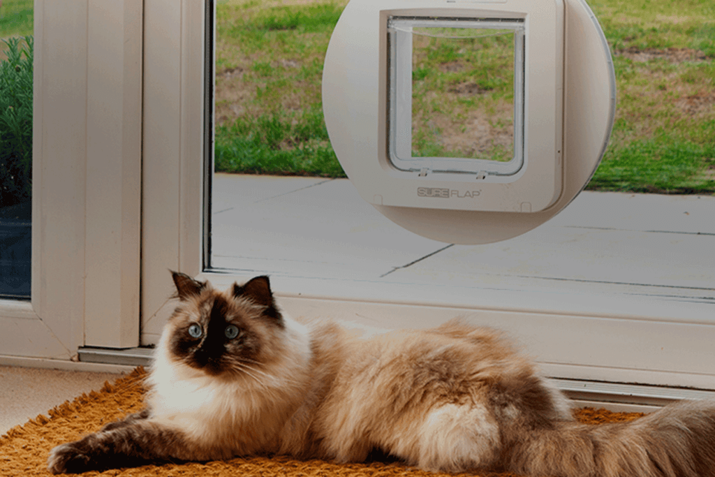 Cat laying by Sureflap cat flap