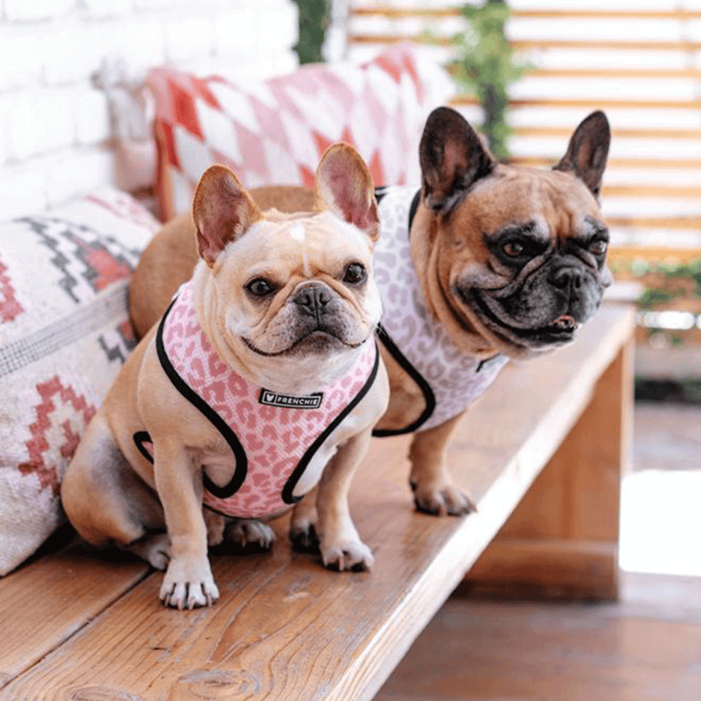 Two frenchie dogs in harnesses