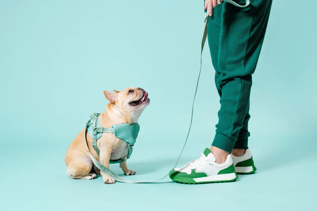 frenchie bulldog reversible harness leash collar poo bag bandana sage 004
